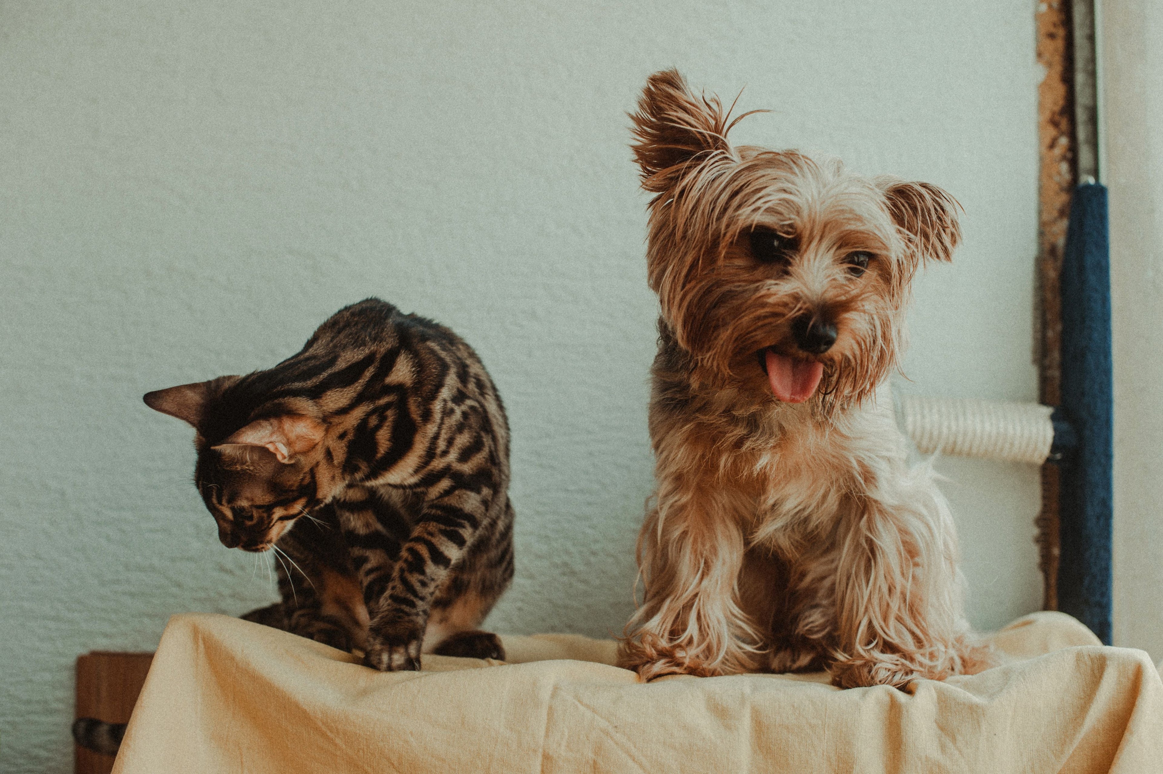 Happy, Healthy Pets